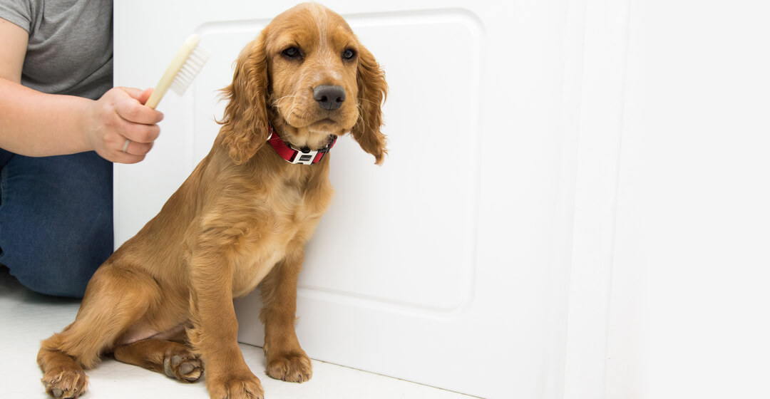 Puppy dog shop grooming